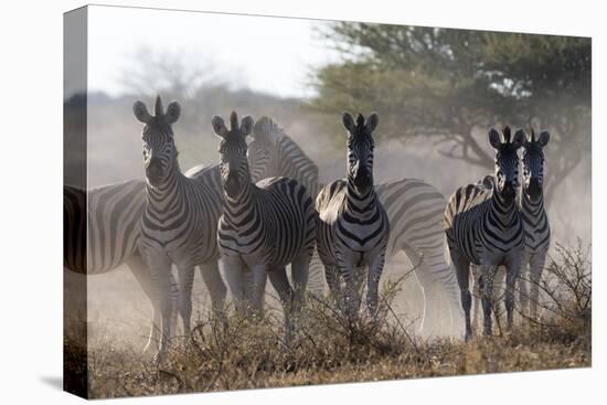 Burchell's zebra (Equus quagga burchellii) looking at the camera, Botswana, Africa-Sergio Pitamitz-Stretched Canvas