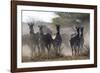 Burchell's zebra (Equus quagga burchellii) looking at the camera, Botswana, Africa-Sergio Pitamitz-Framed Photographic Print