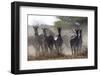 Burchell's zebra (Equus quagga burchellii) looking at the camera, Botswana, Africa-Sergio Pitamitz-Framed Photographic Print