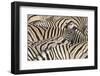 Burchell's Zebra (Equus quagga burchellii) young, lifting head amongst herd at waterhole, Kunene-Shem Compion-Framed Photographic Print