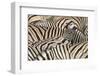 Burchell's Zebra (Equus quagga burchellii) young, lifting head amongst herd at waterhole, Kunene-Shem Compion-Framed Photographic Print