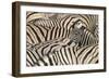 Burchell's Zebra (Equus quagga burchellii) young, lifting head amongst herd at waterhole, Kunene-Shem Compion-Framed Photographic Print