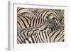 Burchell's Zebra (Equus quagga burchellii) young, lifting head amongst herd at waterhole, Kunene-Shem Compion-Framed Photographic Print