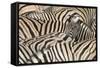 Burchell's Zebra (Equus quagga burchellii) young, lifting head amongst herd at waterhole, Kunene-Shem Compion-Framed Stretched Canvas