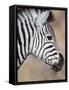 Burchell's Zebra, Etosha National Park, Namibia-Michele Westmorland-Framed Stretched Canvas