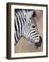 Burchell's Zebra, Etosha National Park, Namibia-Michele Westmorland-Framed Photographic Print