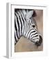 Burchell's Zebra, Etosha National Park, Namibia-Michele Westmorland-Framed Photographic Print