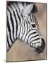 Burchell's Zebra, Etosha National Park, Namibia-Michele Westmorland-Mounted Photographic Print
