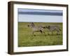 Burchell's Zebra fighting, Lake Nakuru National Park, Kenya-Adam Jones-Framed Photographic Print