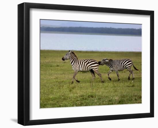 Burchell's Zebra fighting, Lake Nakuru National Park, Kenya-Adam Jones-Framed Photographic Print