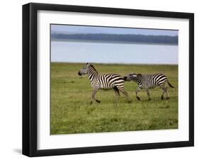 Burchell's Zebra fighting, Lake Nakuru National Park, Kenya-Adam Jones-Framed Photographic Print