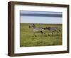 Burchell's Zebra fighting, Lake Nakuru National Park, Kenya-Adam Jones-Framed Photographic Print