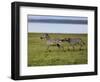 Burchell's Zebra fighting, Lake Nakuru National Park, Kenya-Adam Jones-Framed Photographic Print