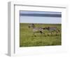 Burchell's Zebra fighting, Lake Nakuru National Park, Kenya-Adam Jones-Framed Photographic Print