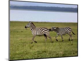 Burchell's Zebra fighting, Lake Nakuru National Park, Kenya-Adam Jones-Mounted Photographic Print