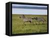 Burchell's Zebra fighting, Lake Nakuru National Park, Kenya-Adam Jones-Framed Stretched Canvas