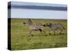 Burchell's Zebra fighting, Lake Nakuru National Park, Kenya-Adam Jones-Stretched Canvas