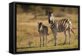 Burchell's Zebra Foal and Mother-Michele Westmorland-Framed Stretched Canvas