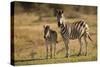 Burchell's Zebra Foal and Mother-Michele Westmorland-Stretched Canvas