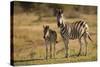 Burchell's Zebra Foal and Mother-Michele Westmorland-Stretched Canvas