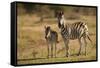 Burchell's Zebra Foal and Mother-Michele Westmorland-Framed Stretched Canvas