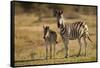 Burchell's Zebra Foal and Mother-Michele Westmorland-Framed Stretched Canvas