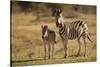 Burchell's Zebra Foal and Mother-Michele Westmorland-Stretched Canvas