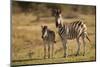 Burchell's Zebra Foal and Mother-Michele Westmorland-Mounted Premium Photographic Print