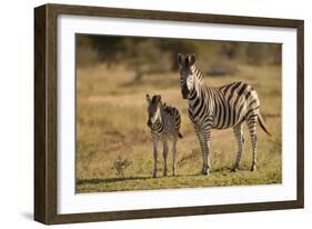 Burchell's Zebra Foal and Mother-Michele Westmorland-Framed Photographic Print