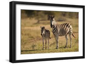 Burchell's Zebra Foal and Mother-Michele Westmorland-Framed Photographic Print