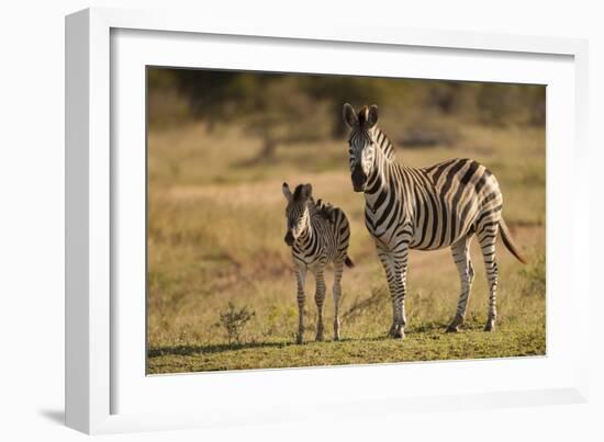 Burchell's Zebra Foal and Mother-Michele Westmorland-Framed Photographic Print