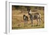 Burchell's Zebra Foal and Mother-Michele Westmorland-Framed Photographic Print