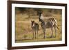 Burchell's Zebra Foal and Mother-Michele Westmorland-Framed Photographic Print