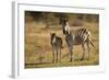 Burchell's Zebra Foal and Mother-Michele Westmorland-Framed Photographic Print