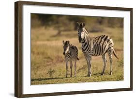 Burchell's Zebra Foal and Mother-Michele Westmorland-Framed Photographic Print