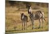 Burchell's Zebra Foal and Mother-Michele Westmorland-Mounted Photographic Print