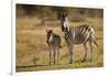 Burchell's Zebra Foal and Mother-Michele Westmorland-Framed Photographic Print