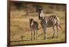 Burchell's Zebra Foal and Mother-Michele Westmorland-Framed Photographic Print