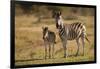 Burchell's Zebra Foal and Mother-Michele Westmorland-Framed Photographic Print