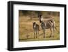 Burchell's Zebra Foal and Mother-Michele Westmorland-Framed Photographic Print