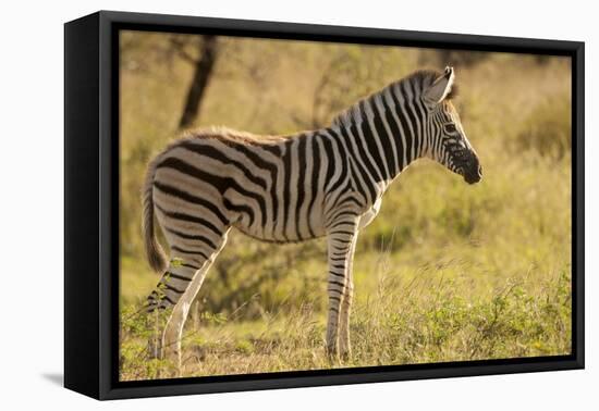 Burchell's Zebra Foal-Michele Westmorland-Framed Stretched Canvas