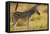 Burchell's Zebra Foal-Michele Westmorland-Framed Stretched Canvas