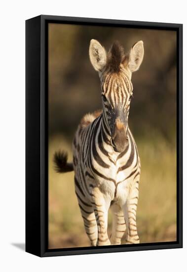 Burchell's Zebra Foal-Michele Westmorland-Framed Stretched Canvas