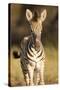 Burchell's Zebra Foal-Michele Westmorland-Stretched Canvas