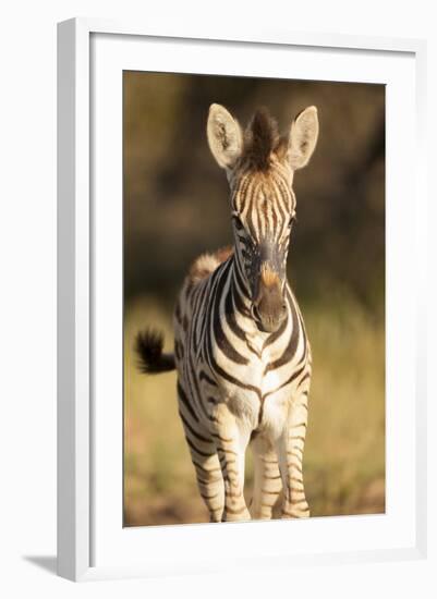 Burchell's Zebra Foal-Michele Westmorland-Framed Photographic Print