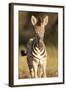 Burchell's Zebra Foal-Michele Westmorland-Framed Photographic Print