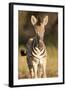 Burchell's Zebra Foal-Michele Westmorland-Framed Photographic Print