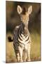 Burchell's Zebra Foal-Michele Westmorland-Mounted Photographic Print