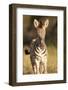 Burchell's Zebra Foal-Michele Westmorland-Framed Photographic Print