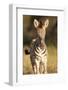 Burchell's Zebra Foal-Michele Westmorland-Framed Photographic Print
